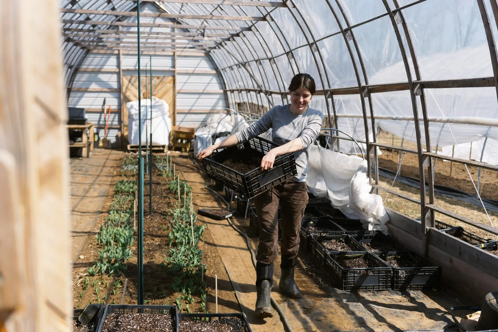 A grower carrying seedling trays through a greenhouse